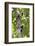 Three Cotton-top tamarins climbing tree, Northern Colombia-Suzi Eszterhas-Framed Photographic Print