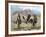 Three Cowboys-Carolyne Hawley-Framed Art Print