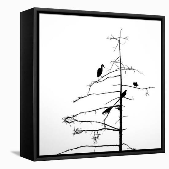 Three Crows and a Heron-Ursula Abresch-Framed Premier Image Canvas