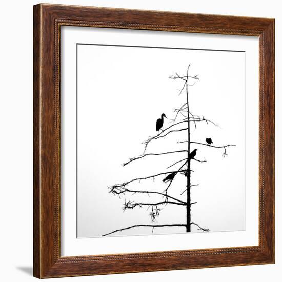 Three Crows and a Heron-Ursula Abresch-Framed Photographic Print