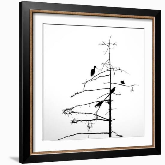 Three Crows and a Heron-Ursula Abresch-Framed Photographic Print