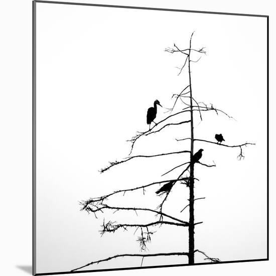 Three Crows and a Heron-Ursula Abresch-Mounted Photographic Print