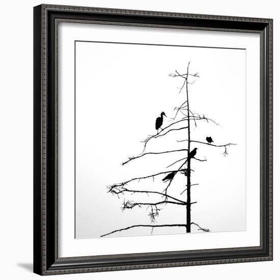 Three Crows and a Heron-Ursula Abresch-Framed Photographic Print