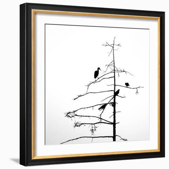 Three Crows and a Heron-Ursula Abresch-Framed Photographic Print