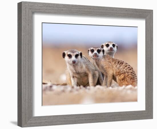 Three Curious Adult Meerkats at the Edge of their Family Den Pose for the Camera.  Botswana.-Karine Aigner-Framed Photographic Print