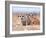 Three Curious Adult Meerkats at the Edge of their Family Den Pose for the Camera.  Botswana.-Karine Aigner-Framed Photographic Print