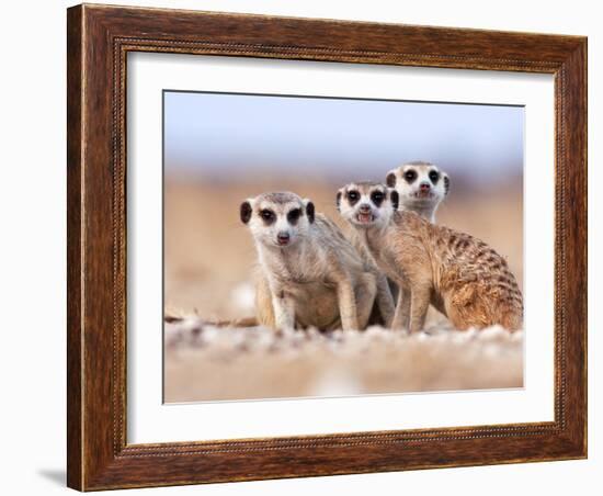 Three Curious Adult Meerkats at the Edge of their Family Den Pose for the Camera.  Botswana.-Karine Aigner-Framed Photographic Print