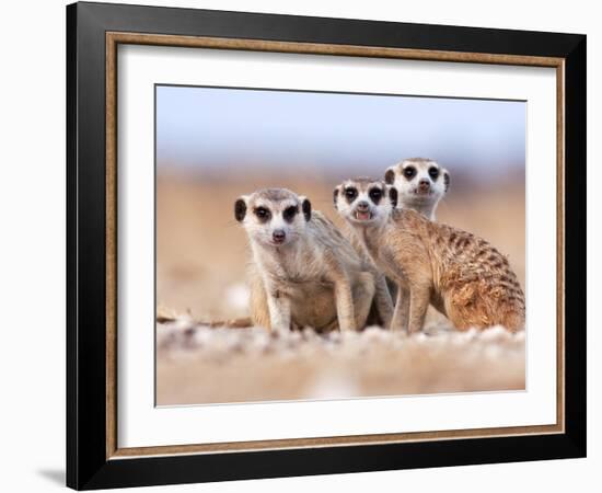 Three Curious Adult Meerkats at the Edge of their Family Den Pose for the Camera.  Botswana.-Karine Aigner-Framed Photographic Print