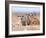 Three Curious Adult Meerkats at the Edge of their Family Den Pose for the Camera.  Botswana.-Karine Aigner-Framed Photographic Print