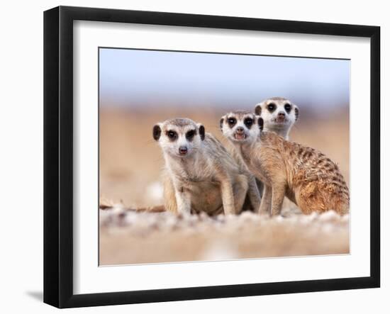 Three Curious Adult Meerkats at the Edge of their Family Den Pose for the Camera.  Botswana.-Karine Aigner-Framed Photographic Print