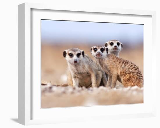 Three Curious Adult Meerkats at the Edge of their Family Den Pose for the Camera.  Botswana.-Karine Aigner-Framed Photographic Print