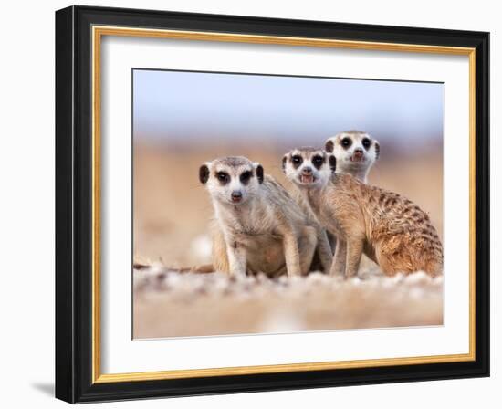 Three Curious Adult Meerkats at the Edge of their Family Den Pose for the Camera.  Botswana.-Karine Aigner-Framed Photographic Print