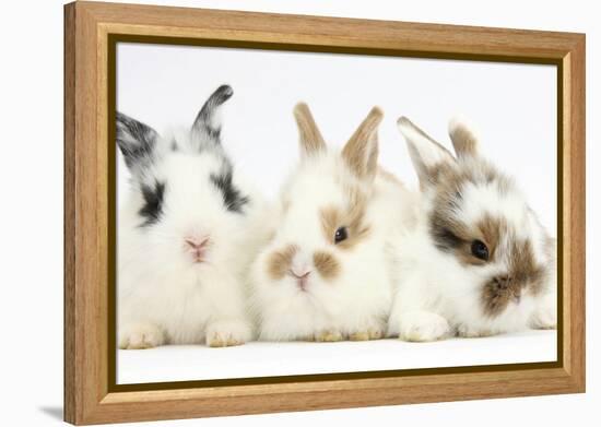 Three Cute Baby Bunnies Sitting Together-Mark Taylor-Framed Premier Image Canvas