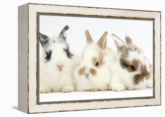 Three Cute Baby Bunnies Sitting Together-Mark Taylor-Framed Premier Image Canvas