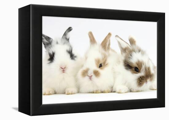 Three Cute Baby Bunnies Sitting Together-Mark Taylor-Framed Premier Image Canvas