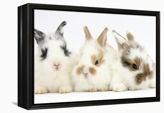 Three Cute Baby Bunnies Sitting Together-Mark Taylor-Framed Premier Image Canvas