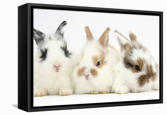 Three Cute Baby Bunnies Sitting Together-Mark Taylor-Framed Premier Image Canvas