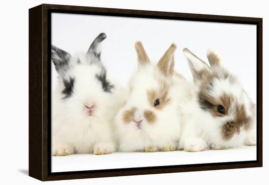 Three Cute Baby Bunnies Sitting Together-Mark Taylor-Framed Premier Image Canvas