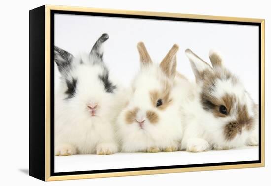 Three Cute Baby Bunnies Sitting Together-Mark Taylor-Framed Premier Image Canvas