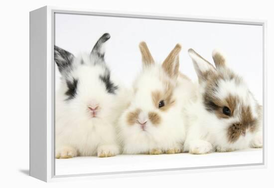 Three Cute Baby Bunnies Sitting Together-Mark Taylor-Framed Premier Image Canvas