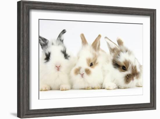 Three Cute Baby Bunnies Sitting Together-Mark Taylor-Framed Photographic Print