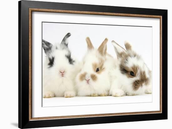 Three Cute Baby Bunnies Sitting Together-Mark Taylor-Framed Photographic Print