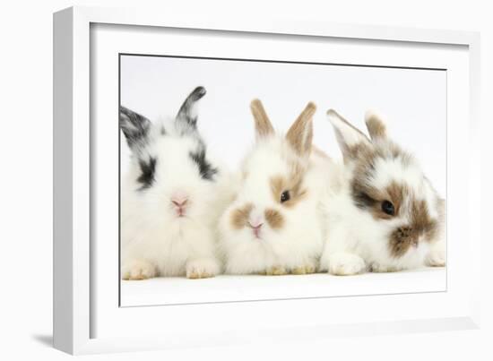 Three Cute Baby Bunnies Sitting Together-Mark Taylor-Framed Photographic Print