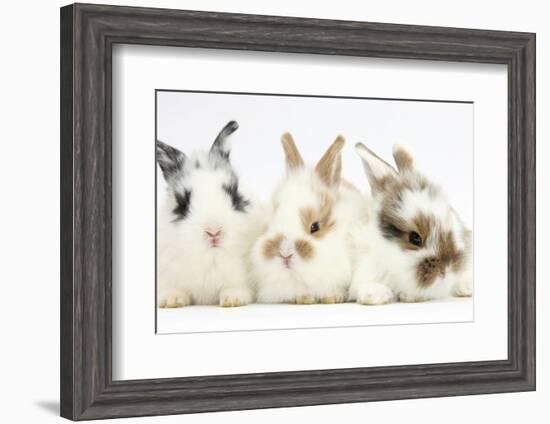Three Cute Baby Bunnies Sitting Together-Mark Taylor-Framed Photographic Print