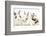 Three Cute Baby Bunnies Sitting Together-Mark Taylor-Framed Photographic Print