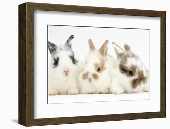 Three Cute Baby Bunnies Sitting Together-Mark Taylor-Framed Photographic Print