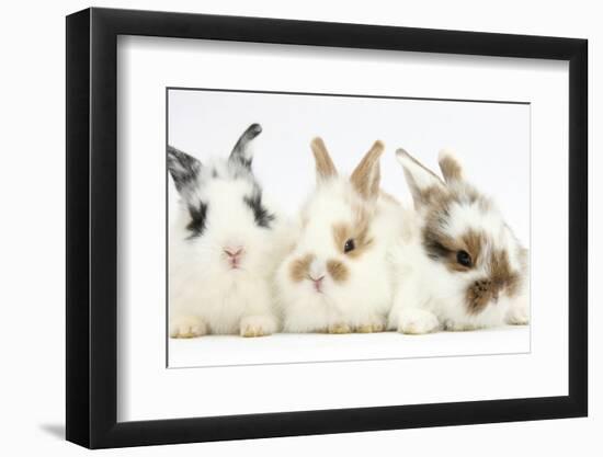 Three Cute Baby Bunnies Sitting Together-Mark Taylor-Framed Photographic Print