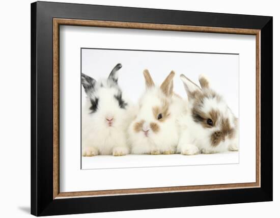 Three Cute Baby Bunnies Sitting Together-Mark Taylor-Framed Photographic Print