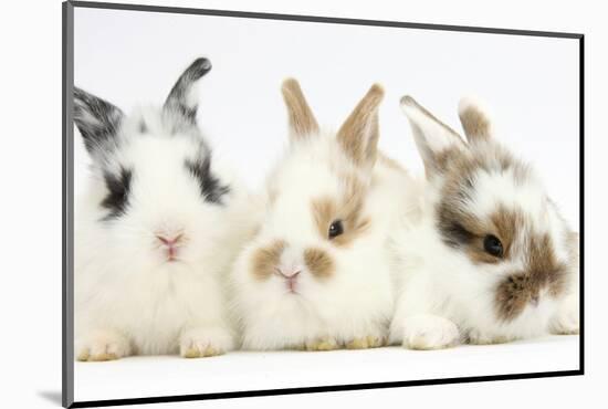 Three Cute Baby Bunnies Sitting Together-Mark Taylor-Mounted Photographic Print