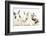 Three Cute Baby Bunnies Sitting Together-Mark Taylor-Framed Photographic Print