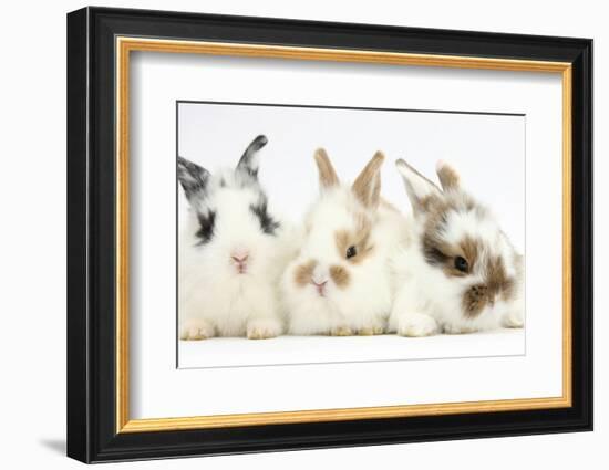 Three Cute Baby Bunnies Sitting Together-Mark Taylor-Framed Photographic Print