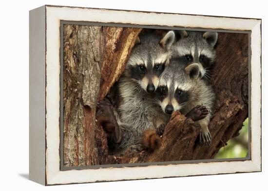 Three Cute Raccoons on a Tree.-L-N-Framed Premier Image Canvas