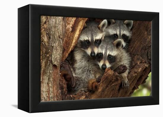 Three Cute Raccoons on a Tree.-L-N-Framed Premier Image Canvas