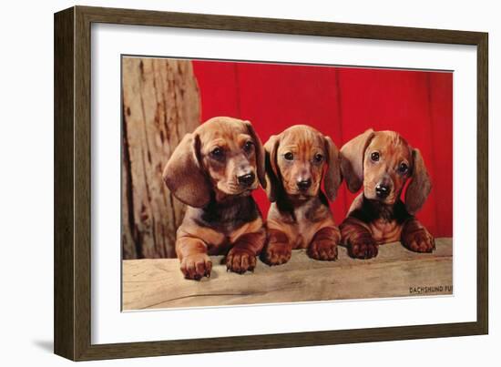 Three Dachshund Puppies-null-Framed Premium Giclee Print