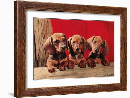 Three Dachshund Puppies-null-Framed Premium Giclee Print