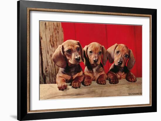 Three Dachshund Puppies-null-Framed Premium Giclee Print