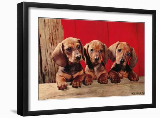 Three Dachshund Puppies-null-Framed Premium Giclee Print