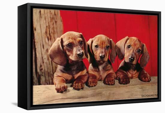 Three Dachshund Puppies-null-Framed Stretched Canvas