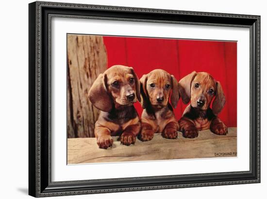 Three Dachshund Puppies-null-Framed Art Print