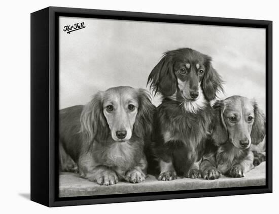 Three Dachshunds Sitting Together from the "Priorsgate" Kennel Owned by Sherer-Thomas Fall-Framed Premier Image Canvas