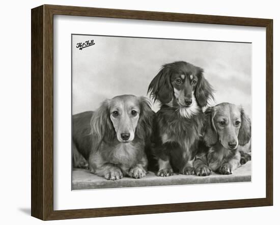 Three Dachshunds Sitting Together from the "Priorsgate" Kennel Owned by Sherer-Thomas Fall-Framed Photographic Print