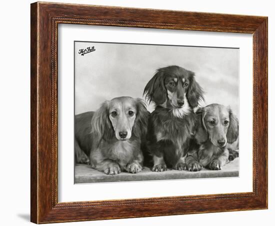 Three Dachshunds Sitting Together from the "Priorsgate" Kennel Owned by Sherer-Thomas Fall-Framed Photographic Print