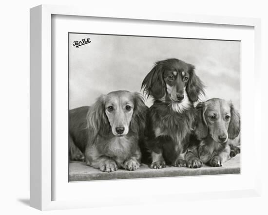 Three Dachshunds Sitting Together from the "Priorsgate" Kennel Owned by Sherer-Thomas Fall-Framed Photographic Print