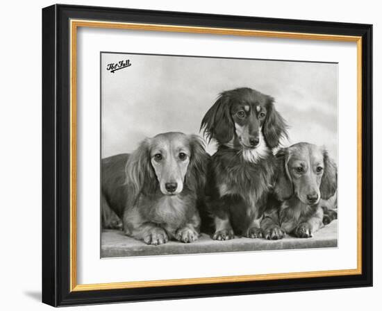 Three Dachshunds Sitting Together from the "Priorsgate" Kennel Owned by Sherer-Thomas Fall-Framed Photographic Print