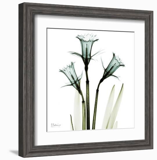 Three Daffodils in Green-Albert Koetsier-Framed Art Print