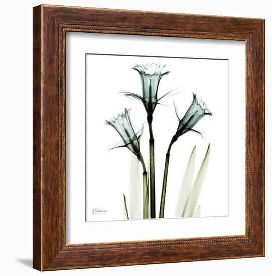 Three Daffodils in Green-Albert Koetsier-Framed Art Print